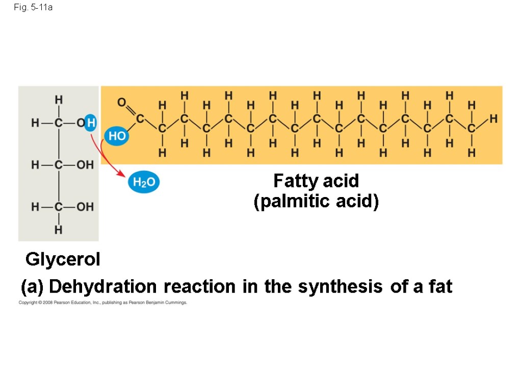 Fig. 5-11a Fatty acid (palmitic acid) (a) Dehydration reaction in the synthesis of a